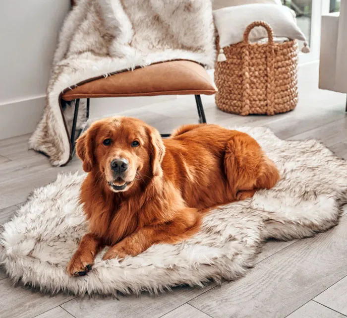 Upgrade Your Fur Baby's Lounging With <span Style="Font:inherit;color:#d74b1f;"> Paw.com's</Span> Affordable, Stylish, And Pet-Approved Furniture!