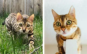 Cheetoh: Breed Overview And Proper Care