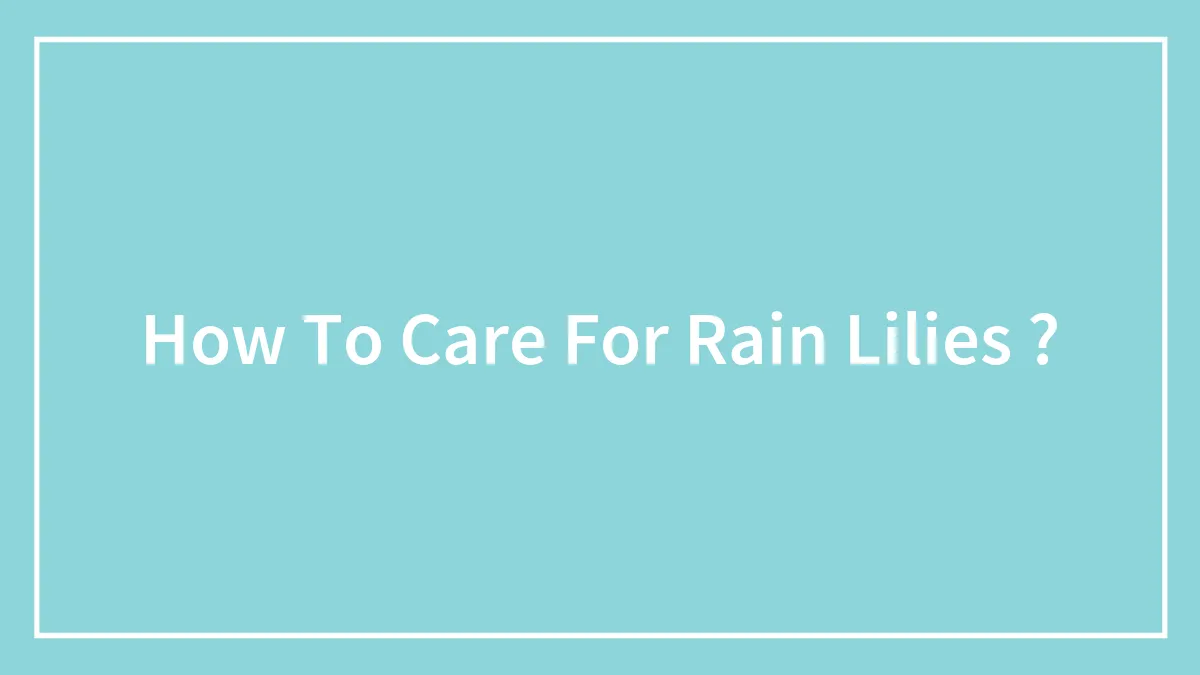 How To Care For Rain Lilies ?