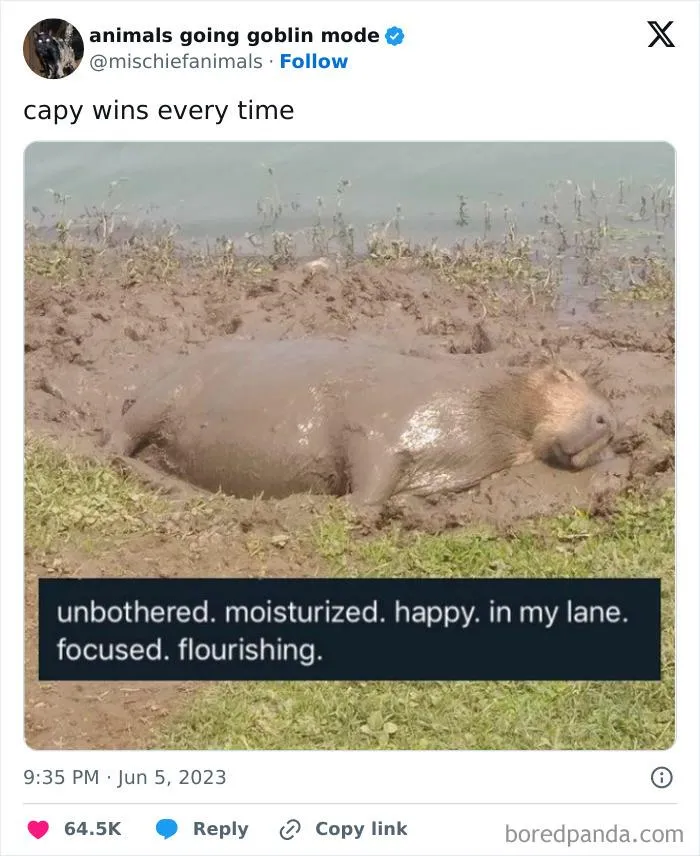This Twitter Page Is Dedicated To Mischievous Animals And Here Are 50 Of Their Best Pics (New Pics)