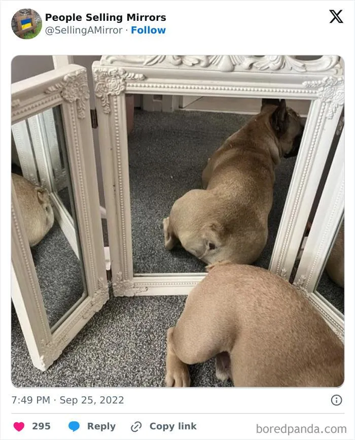 This Page Shares Pics Of People Trying To Sell Mirrors, And It's Comedy Gold (40 New Pics)