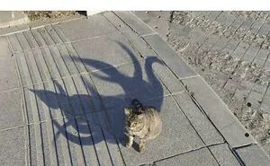 63 Funny Animal Memes That Prove Pets Are The Ultimate Comedians