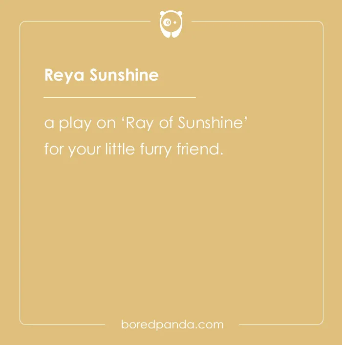 135 Unique and Cute Pet Names To Melt Your Heart