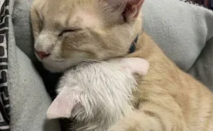 38 Fotos e historias conmovedoras de mascotas felizmente adoptadas