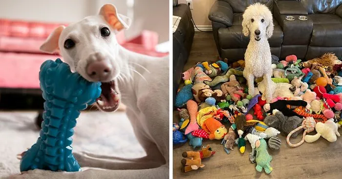 Why Is My Dog Eating Toys? A Vet's Guide