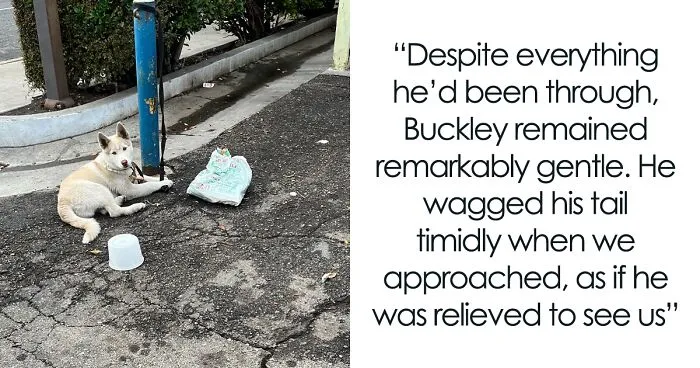 Finding Freedom: Buckley, The Dog Bound To A Pole, Embraces A Forever Home