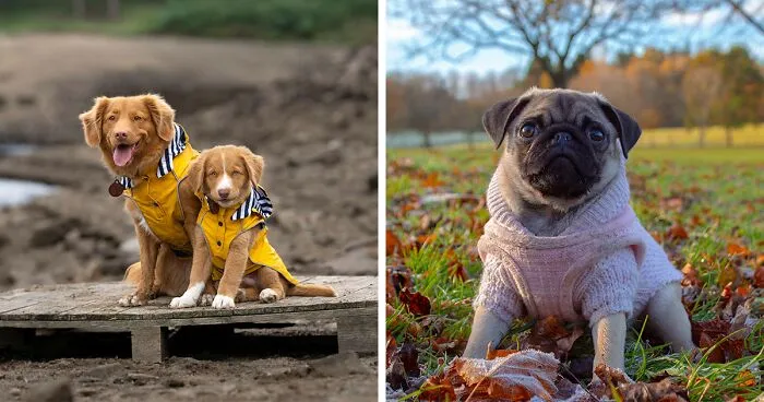 Do Dogs Need A Winter Coat? Vet's Insight
