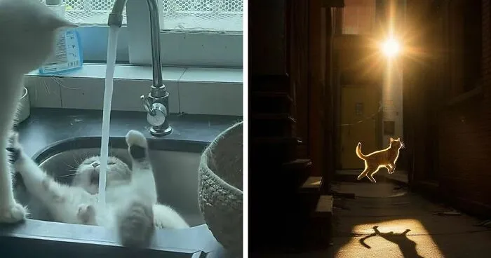 40 Funny And Cute Cats That Might Heal Your Depression, As Shared On This Instagram Page