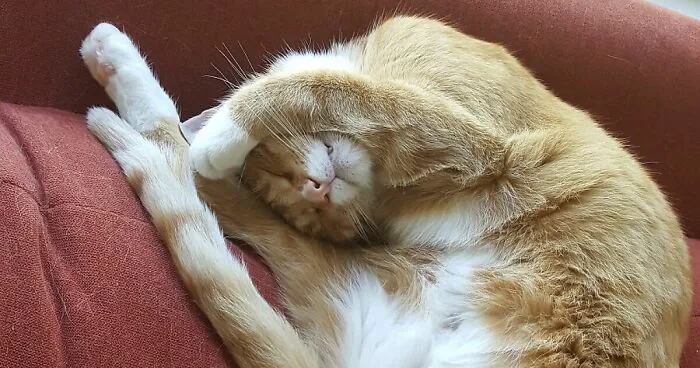 Hey Pandas, Post A Picture Of Your Pet Doing Yoga Pose! (Closed)