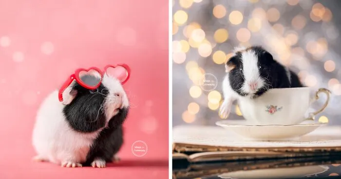 Meet Lies, My Guinea Pig That Might Melt Your Heart (20 Pics)
