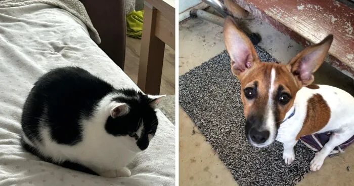Hey Pandas, Post A Photo Of Your Pet That Makes You Happy