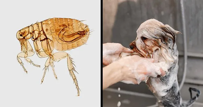 The Ultimate Guide to Giving Your Dog a Flea Bath