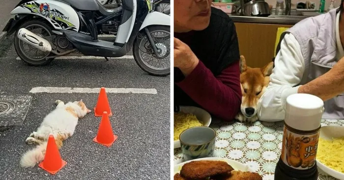 50 Wholesome And Unusual Animal Pics To Give You Some Serious Animal Therapy