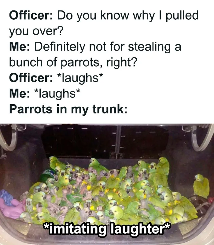 50 Top-Quality Bird Memes To Make You Grin Today, As Shared By This Facebook Page