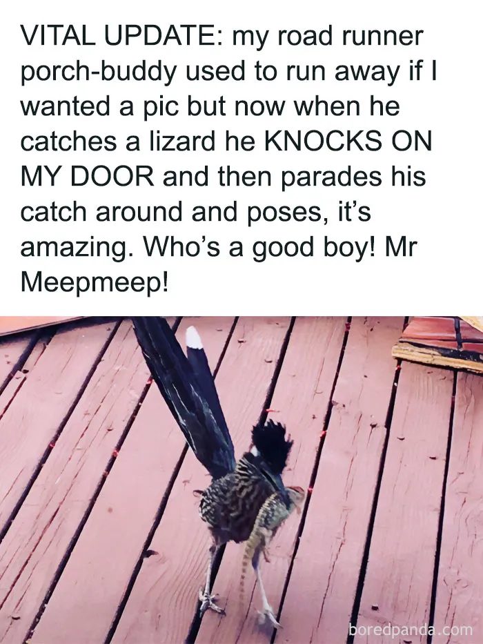 50 Top-Quality Bird Memes To Make You Grin Today, As Shared By This Facebook Page