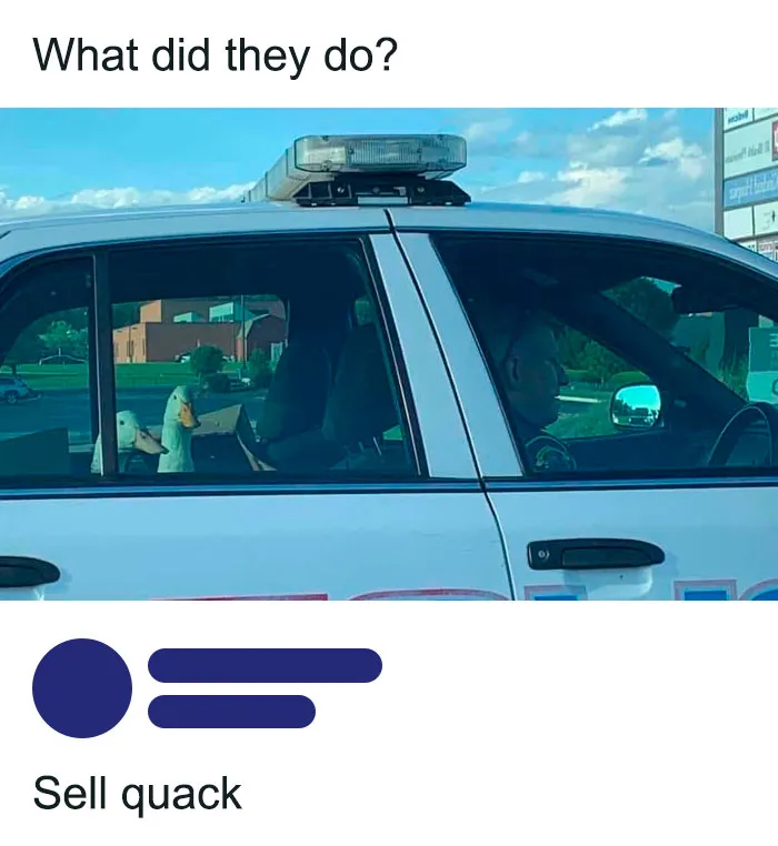 50 Top-Quality Bird Memes To Make You Grin Today, As Shared By This Facebook Page