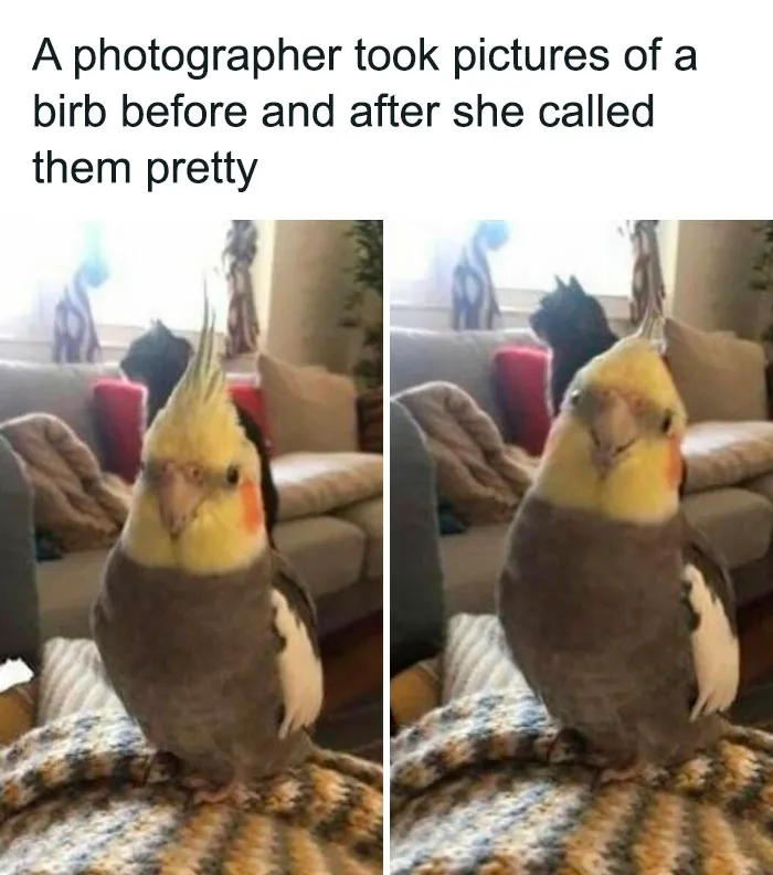 50 Top-Quality Bird Memes To Make You Grin Today, As Shared By This Facebook Page