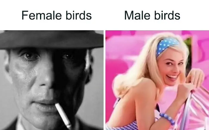 50 Top-Quality Bird Memes To Make You Grin Today, As Shared By This Facebook Page