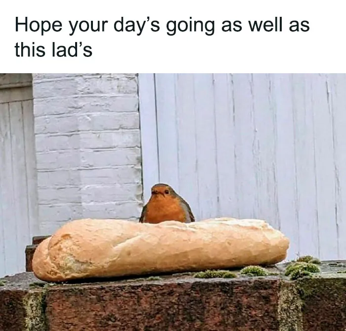 50 Top-Quality Bird Memes To Make You Grin Today, As Shared By This Facebook Page