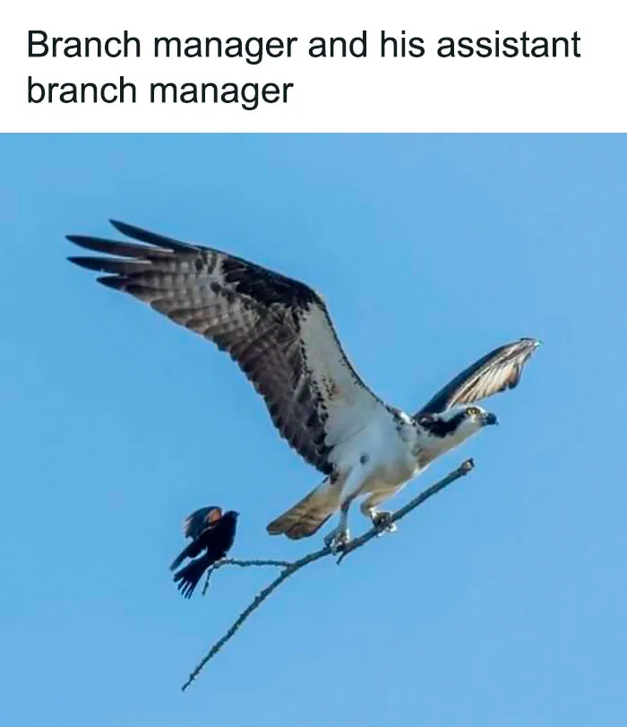 50 Top-Quality Bird Memes To Make You Grin Today, As Shared By This Facebook Page