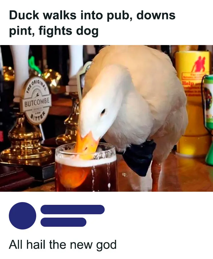 50 Top-Quality Bird Memes To Make You Grin Today, As Shared By This Facebook Page