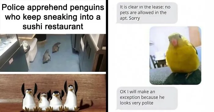 50 Top-Quality Bird Memes To Make You Grin Today, As Shared By This Facebook Page