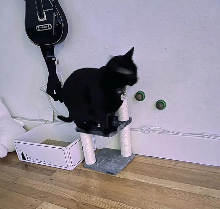 There Was A “Cat Tree” On AliExpress For Super Cheap. I Figured “How Bad Could It Be, Really? I Can’t Stop Laughing
