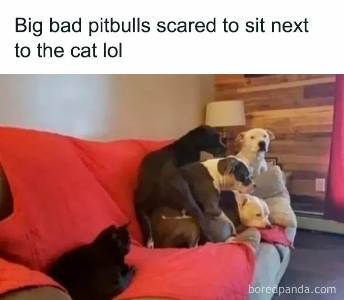 40 Hilarious Posts From "Funniest Memes" That Might Make You Chuckle