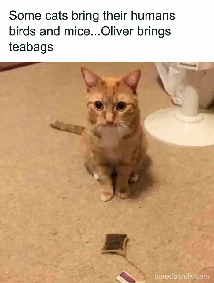 40 Hilarious Posts From "Funniest Memes" That Might Make You Chuckle