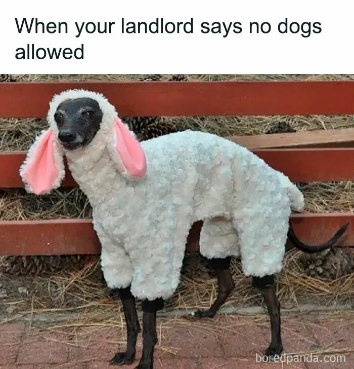 40 Hilarious Posts From "Funniest Memes" That Might Make You Chuckle