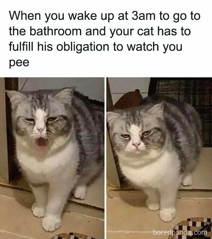 40 Hilarious Posts From "Funniest Memes" That Might Make You Chuckle