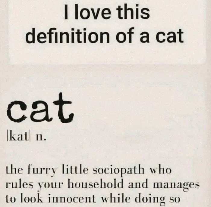 50 Hilarious And Relatable Memes Dedicated To All Things Feline