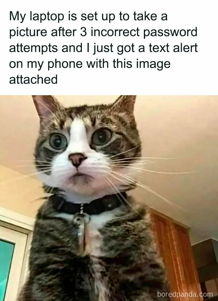 50 Hilarious And Relatable Memes Dedicated To All Things Feline