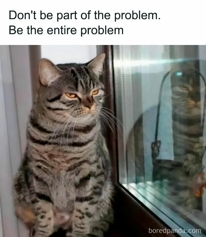 50 Hilarious And Relatable Memes Dedicated To All Things Feline