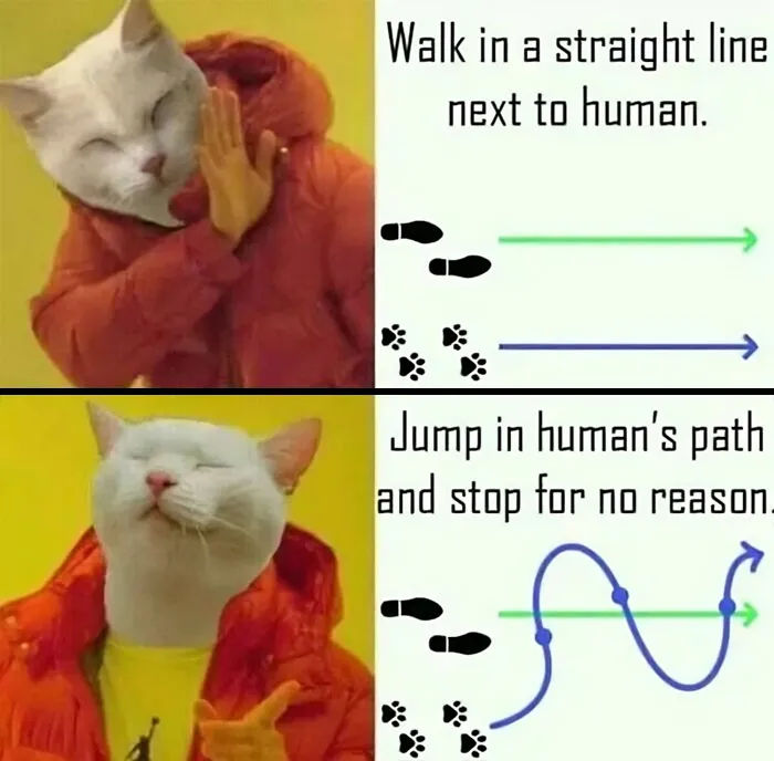 50 Hilarious And Relatable Memes Dedicated To All Things Feline