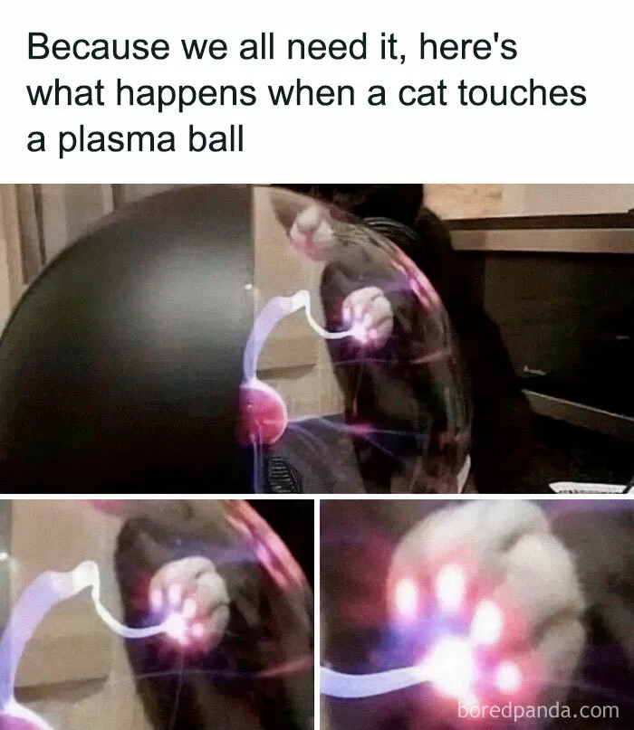 50 Hilarious And Relatable Memes Dedicated To All Things Feline