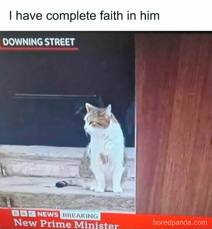 50 Hilarious And Relatable Memes Dedicated To All Things Feline