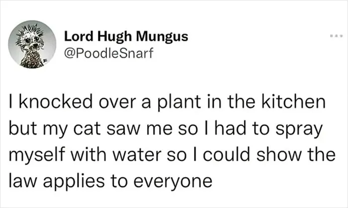50 Hilarious And Relatable Memes Dedicated To All Things Feline