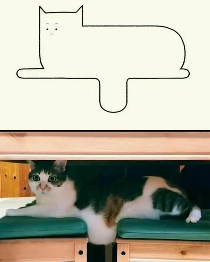 20 Divertidos memes de gatos para sacarte una sonrisa