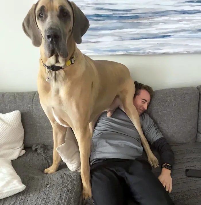 My Dog Has No Sense Of Personal Space