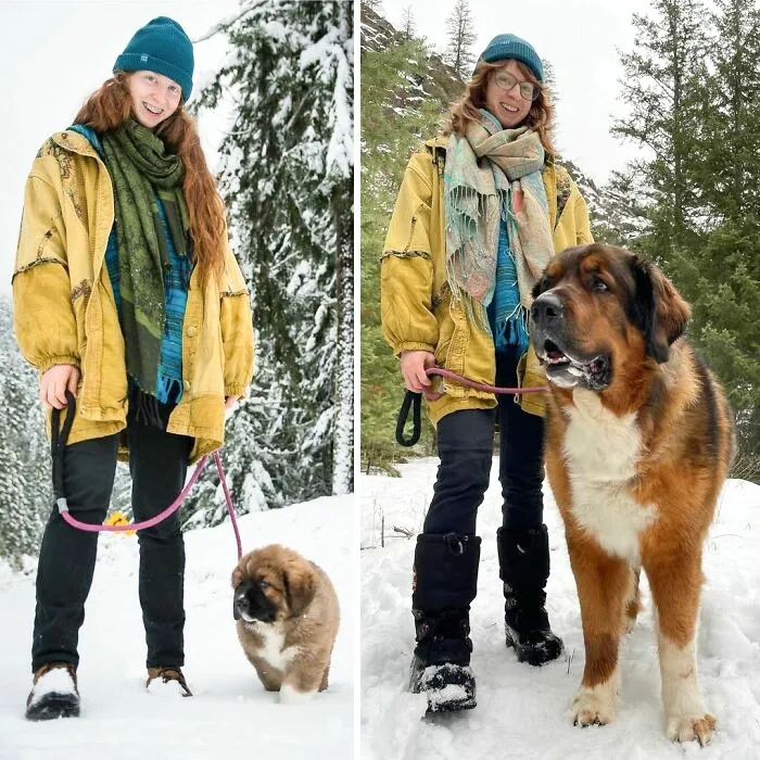 Six Years Ago I Picked Up This 30-Pound Fluff Blob. What Has Changed Since Then? Not My Wardrobe. Celebrating Another Year With Ronan, The Sleepy Giant