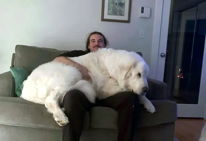I’ve Been Told Many Times That My Rescue Dog Is An Absolute Unit