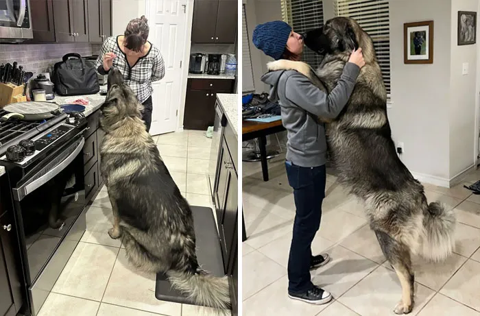 Este es mi cachorro
