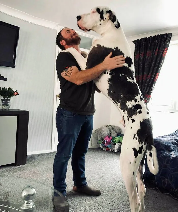 Se llama Bruiser
