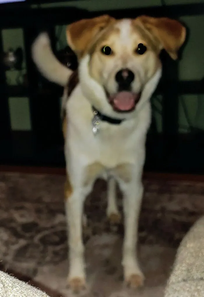 This Goofball