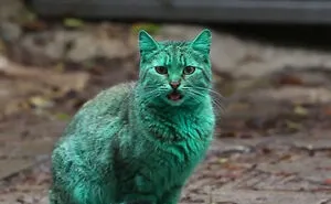 Hey Pandas Post Of Your Crazy Shreck Cat