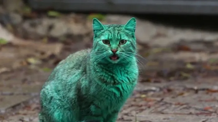 Crazy Cat