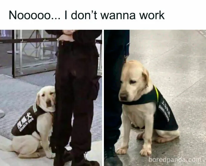 35 Of The Funniest Posts From The “Meme Queen” Instagram Account