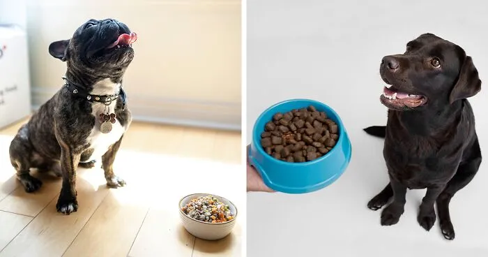How Much to Feed a Dog: Vet's Dog Feeding Chart