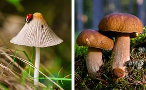 How to Grow Mushrooms at Home In 5 Easy Ways (Expert-Approved)